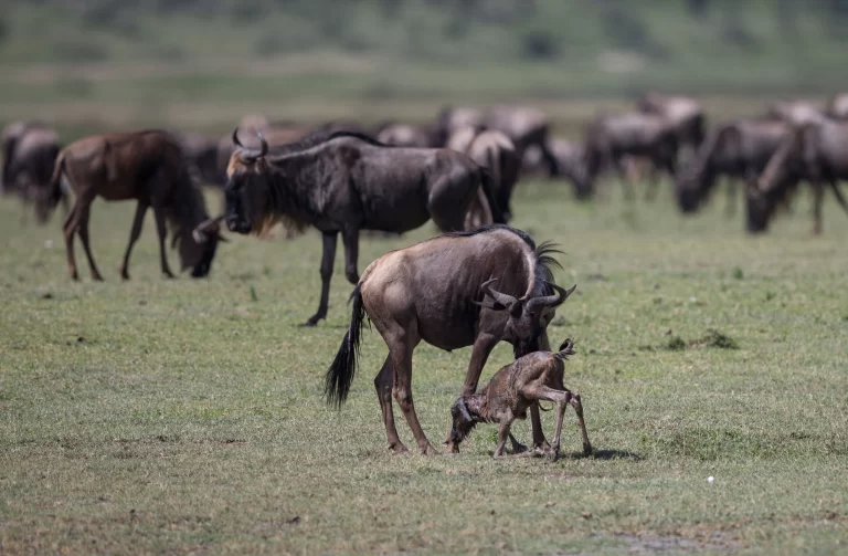 8 Days Migration Calving Season Safari