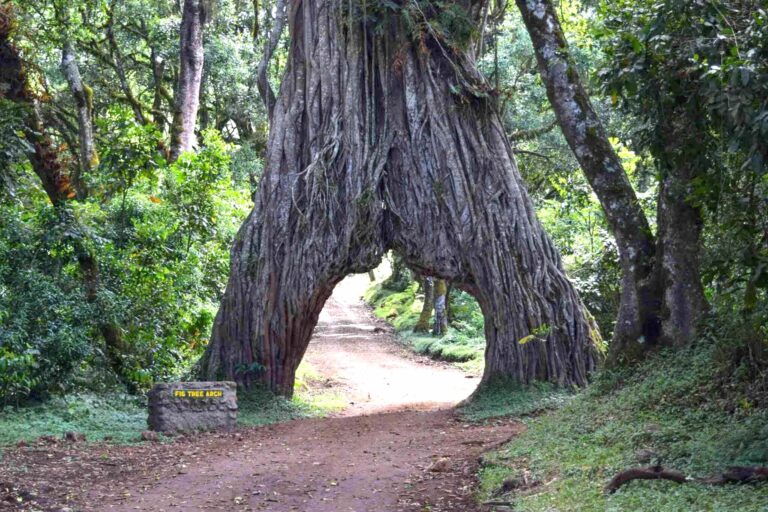 Arusha National Park