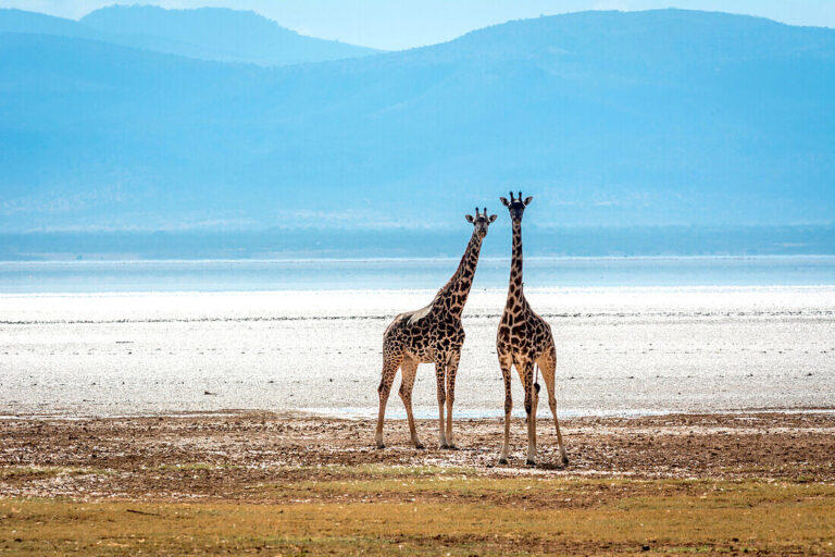 Lake Manyara National park