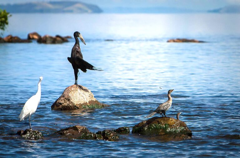 Rubondo Island National Park