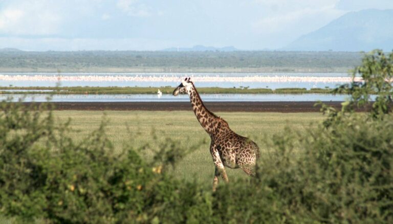 2 Days Safari to Ngorongoro Crater and Lake Manyara