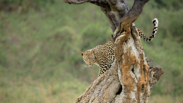 3 Days Tanzania Safari package