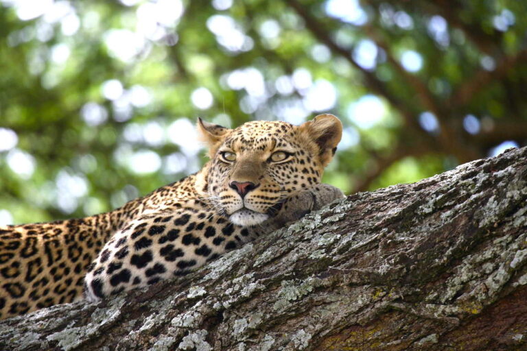 10 Days Tanzania Nature, Wildlife, Culture and Beach Experience