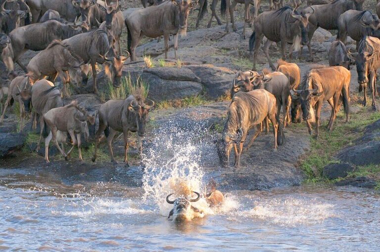 river cross serengeti migration