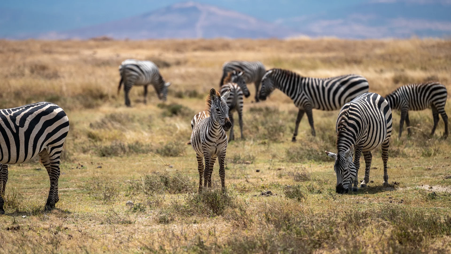 10-Day-Tanzania-Itinerary-Ngorongoro-2