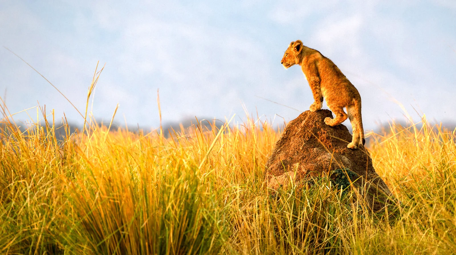 b8a25f3954f94ef0af0bcdceea9edcb1