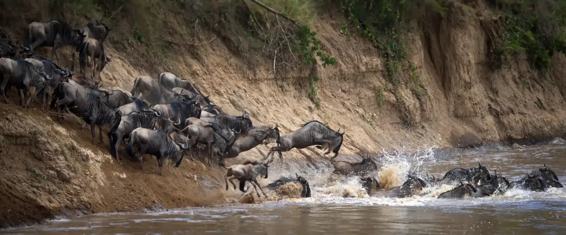 wildebeast-crossing-mara-river