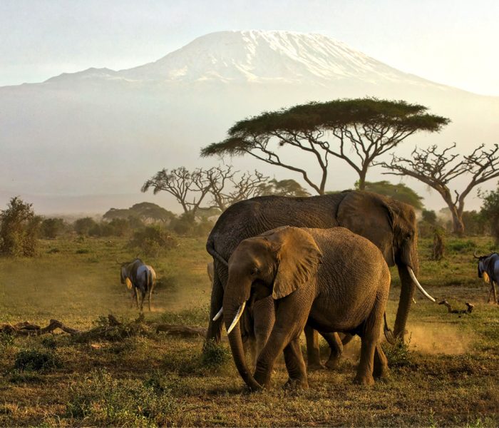 AMBOSELI NATIONAL PARK