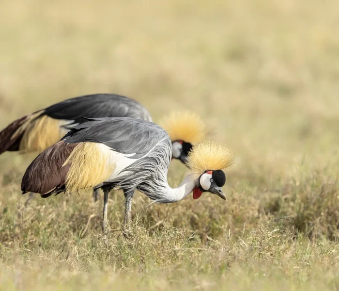 Grey-crowned-crane-Ngorongoro-Crater-