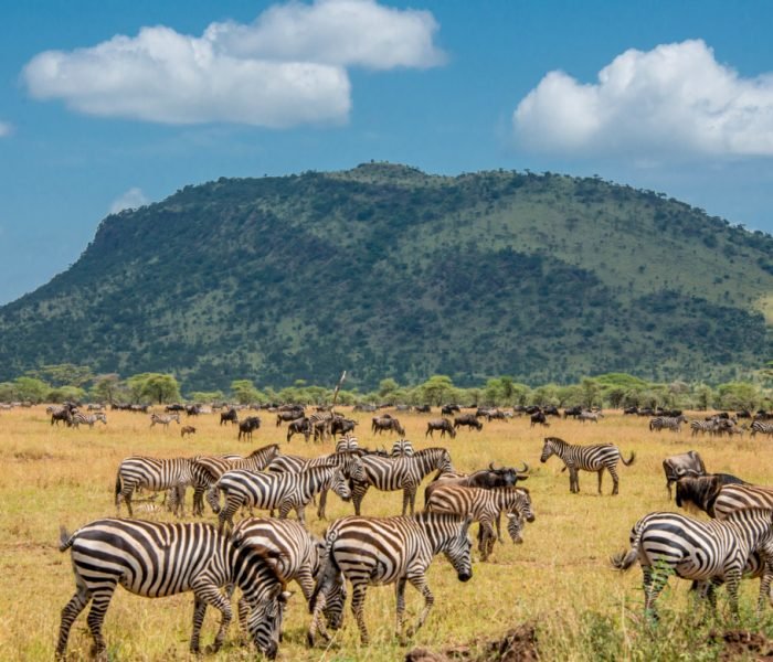 Herd of Zebra and Wildebeest in the Serengeti