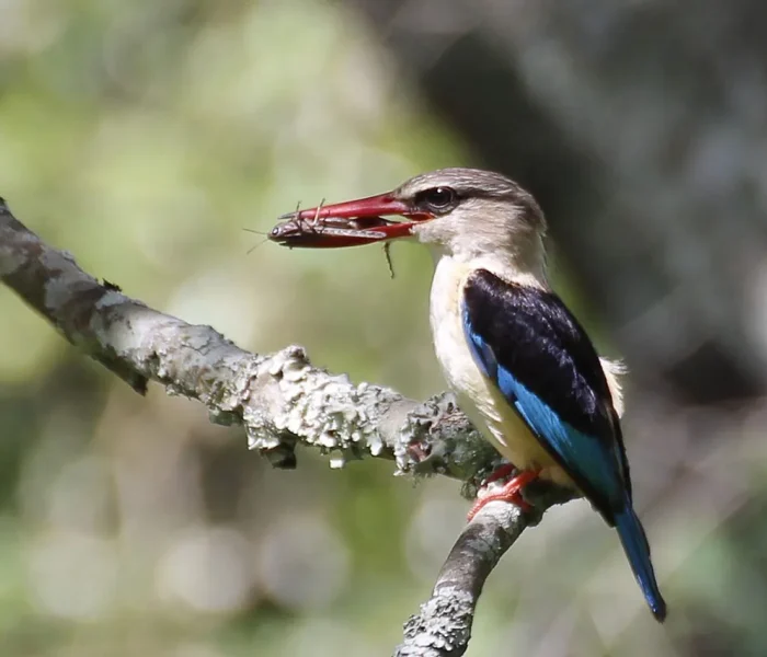 Lake Manyara