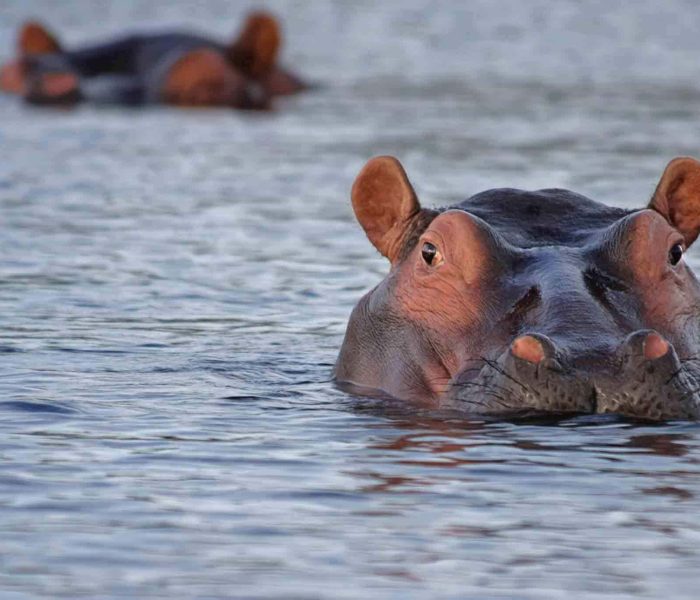 Lake Manyara11