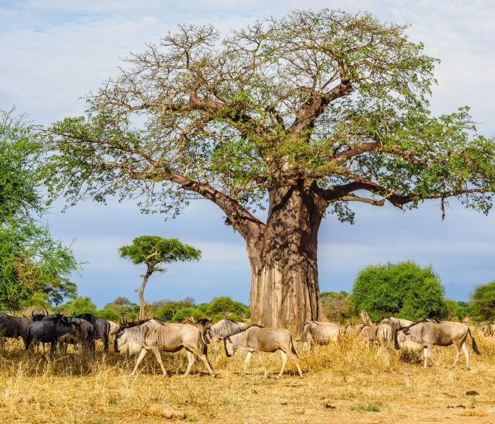 Tarangire-National-Park-Book-best-Kenya-safaris-Tanzania-safaris-and-Africa-safari-holidays-with-Africa-Kenya-Safaris-23-scaled