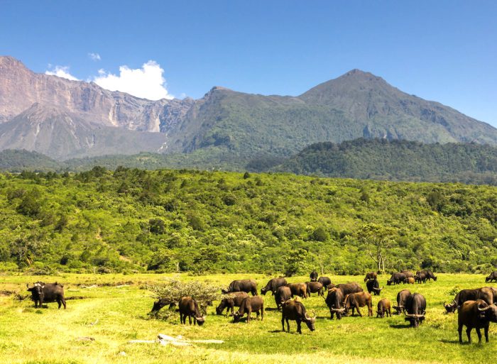 Walking Safari, Cape Buffalo herd in front of Mount Meru, Arusha National Park, Tanzania