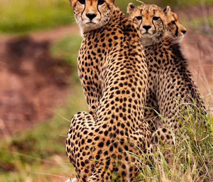 cheetahs-5689873_1280-1