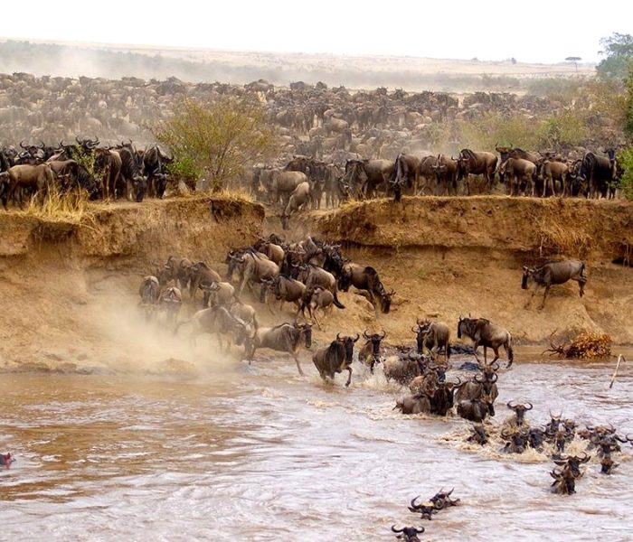 maasai mara copy