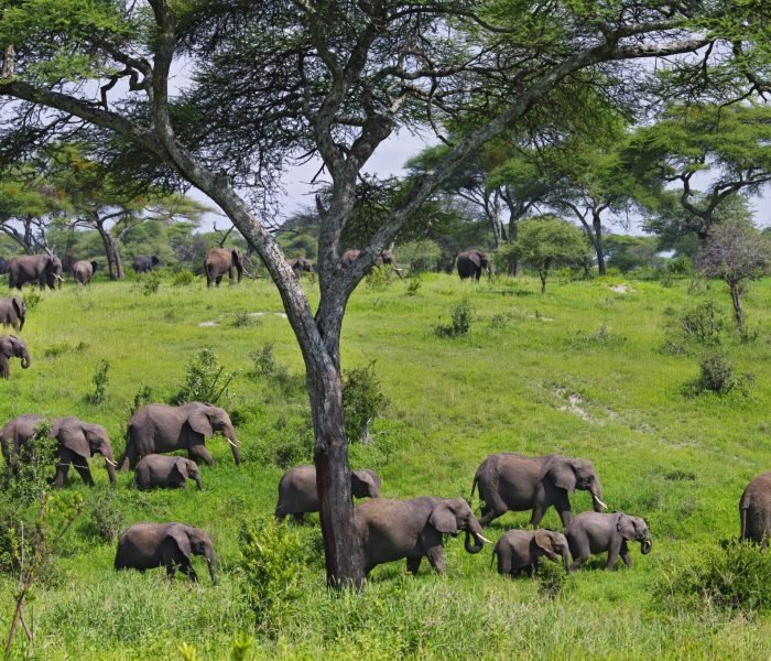 tanzania-tarangire-herds