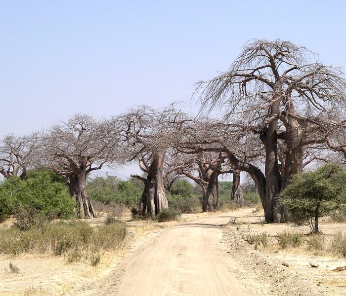 tree ruaha