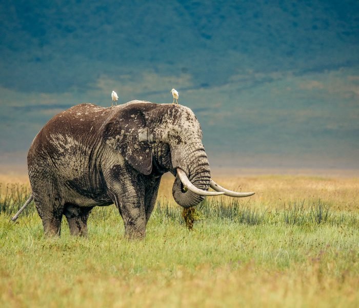 which-animals-ngo-crater