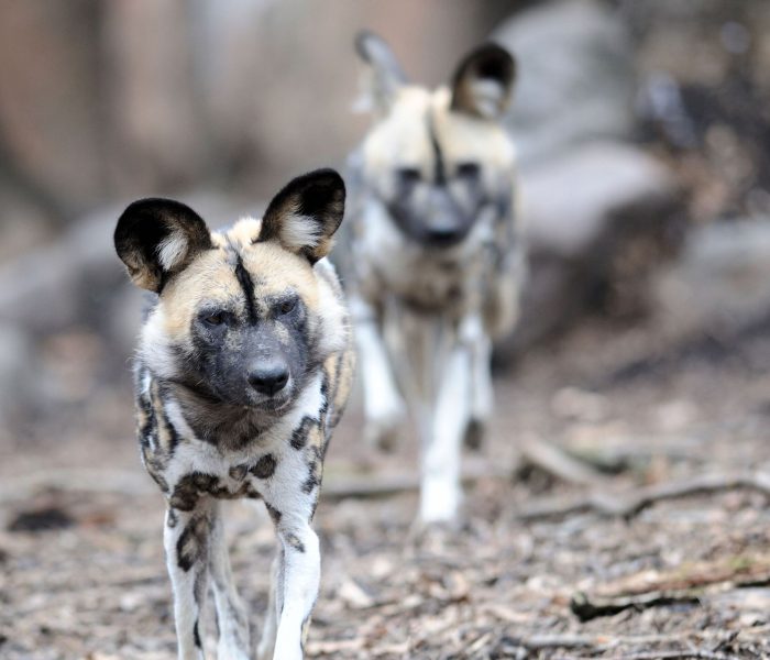 wild dog ruaha